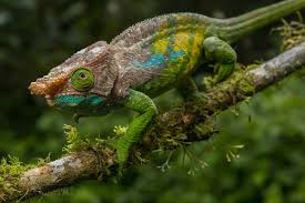 Two chameleons cryptic chameleon (calumma crypticum) and o'shaughnessy's chameleon (calumma oshaughnessyi) side by side on a branch at the reserve. Calumma Oshaughnessyi Madcham De