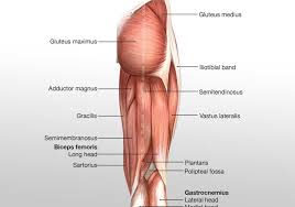 What muscles are in the human leg diagram? Posterior Hip Thigh Leg Muscles Diagram Quizlet