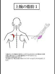 二の腕の脂肪 二の腕 脂肪 体 ツボ