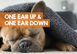 This is temporary and, after teething, your frenchie's ears should stand up on their own. What It Means When A Dog Has One Ear Up One Ear Down