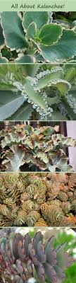Pin On Garden