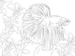 Betta Fish Coloring Page From Betta Fish Category Select From 20946 Printable Fish Coloring Page Animal Coloring Pages Coloring Pages