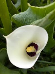 Image result for Zantedeschia albomaculata