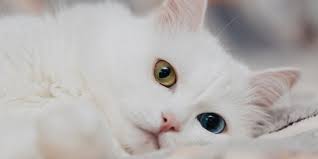 Maybe you would like to learn more about one of these? Harga Kucing Anggora Kecil Dan Dewasa Ketahui Cara Merawatnya Merdeka Com