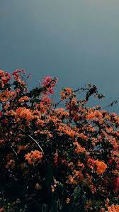 Wallpaper For Iphone Xr Free Rather Wall Free Iphone Wall Wallpaper Iphone Wallpaper Tumblr Aesthetic Desktop Wallpapers Backgrounds Plant Aesthetic