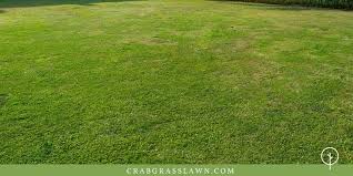 (the roots in the covered portions. Types Of Bermuda Grass And Best Varieties For Lawn Hay Golf Cg Lawn