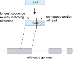 Alignment With Star Introduction To Rna Seq Using High Performance Computing Archived