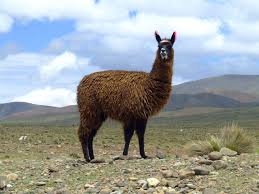The number of llamas and alpacas. How Llamas Could Help Us Fight The Flu Pbs Newshour