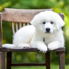 Bring home your best friend today. Guide To Great Pyrenees Puppies Lovetoknow