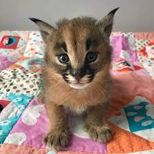 Cute and lovely ocelot kittens ready for sale. We Have Caracal Cat For Sale In Tx Caracal Cat For Sale Caracal Kitten