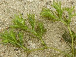 Image result for Najadaceae