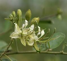 Image result for Cadaba farinosa