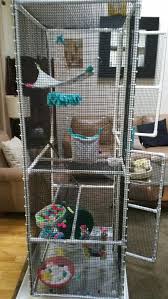 Pin On Sugar Gliders