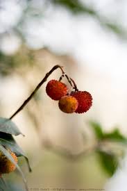 We did not find results for: Strawberry Tree Jam Juls Kitchen