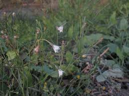 Image result for Wahlenbergia erecta