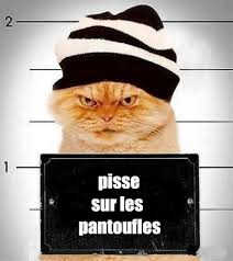 Et Fait Ses Griffes Sur Le Canape Lol This Cat Pees On My Slippers And Scratches My Settee Avec Images Image Drole Animaux Humour Animaux Blague Chat