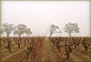 Lodi Winegrape Commission - Blog - Is Lodi a Central Valley wine ...