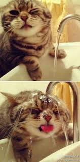 I Forgot How To Cat Reminds Me Of Kitty Again She Loves Faucets Lol Cute Animals Cats Crazy Cats