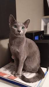Ivy My Loyal Russian Blue 8 Month Kedi