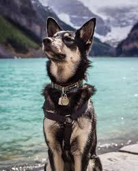 Black And White Husky Shepherd Mix German Shepherd Husky Mix A K A Gerberian Shepsky Husky Shepherd German Shepherd Husky German Shepherd Dogs Husky Mix