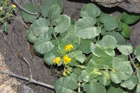 Image result for Solanum tettense
