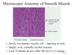 Diagram of smooth muscle contraction, smooth cardiac and skeletal muscle diagram, smooth muscle cell diagram, smooth muscle cell picture, smooth muscle contraction diagram, human muscles, diagram related posts of smooth muscle diagram. Chapter 10 Muscular Tissue Ppt Video Online Download