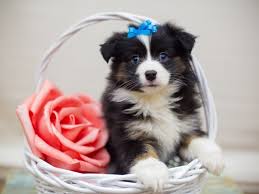 Maybe you would like to learn more about one of these? Miniature Australian Shepherd Dog Female Black Tri Blue Eyes 2310084 Petland Wichita Ks