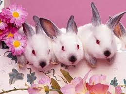 Propoziții care încep cu aceeași literă. Propozitii Cu Aceeasi Litera