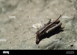 Image result for Psyche crassiorella