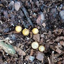 The eggs of snakes can be identified by a number of different characteristics including the appearance, hardness, and shape of the eggs. How Can I Tell If These Are Slug Eggs Or Potting Soil Beads Last Year My Porch Plants Became Infested With Slugs So I Am Trying To Watch Out For Eggs This