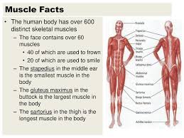 Muscle movements, types, and names. Names Of Muscles Are Descriptive Ppt Download