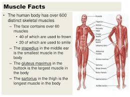 There is one deltoid muscle over each shoulder joint. Names Of Muscles Are Descriptive Ppt Download