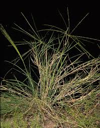 Image result for Enteropogon