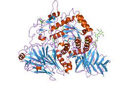 The enzyme is found in plants, bacteria, and yeast; Maltase Glucoamylase Wikipedia