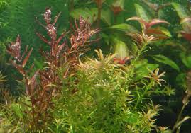 Image result for Rotala mexicana