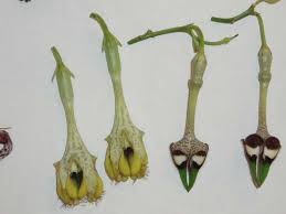 Image result for Ceropegia schultzei