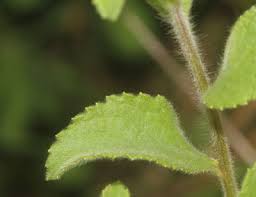 Image result for Blumea axillaris