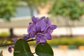 Image result for Millettia thonningii