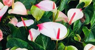Rare Anthirium Mystique Princess Amalia Flamingo Flower White With Pink Edges Anthurium Andreaum Anthurium Plant Anthurium Flamingo Flower