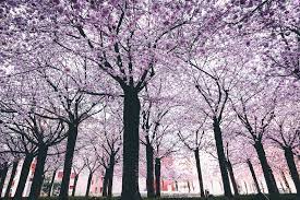 Flowering trees are beautiful additions to every garden and among them magnolias occupy a special place, for their unique beauty. 5 Trees To Look For This Spring In Ohio Clean Cut Tree Landscape
