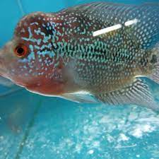 Memilih bibit ikan louhan cencu. Ikan Louhan Cencu Shopee Indonesia