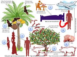  What is Nipah virus? Symptoms, treatment, 