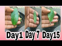 How To Grow Zeezee Plant From Single Leaf With Update Result Zamioculcas Zamifolia Youtube Indoor Flowering Plants Plant Cuttings Propagating Plants