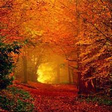 We have an extensive by adding your images (including your photos from a camera) or download beautiful pictures from the internet. Leaves Become Most Beautiful When They Re About To Fall Fall Pictures Autumn Scenery Scenery