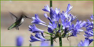 Red flowering salvia and flowering tobacco are supposedly great for butterflies and hummingbirds, but not so much for bees. Top Flowering Trees Shrubs To Attract Hummingbirds Butterflies
