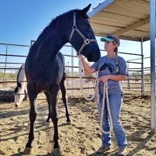Quality ornamental iron is a family owned and operated business that has been in service for over 30 years in tucson, az & surrounding areas!! Appleby S Ornamental Iron Home Facebook