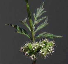 Image result for Torilis