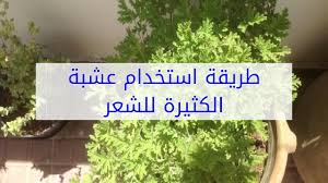 عشبة الكثيرا لفرد الشعر