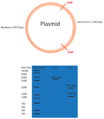 Addgene: Molecular Biology Protocol - Restriction Digest of Plasmid DNA