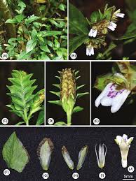 Image result for Rungia